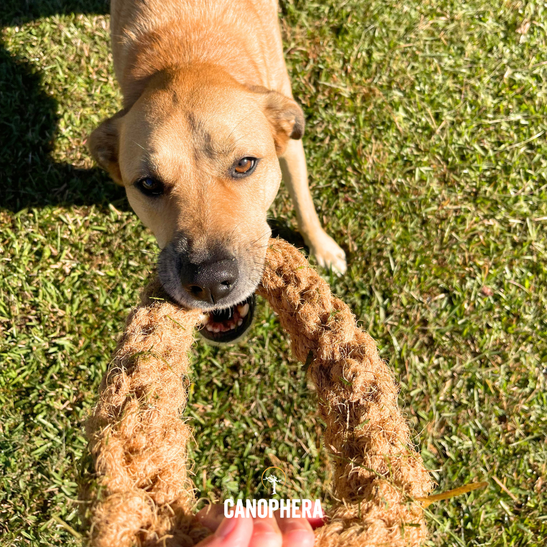 Natural Coconut Rope Ring Dog Toy - CocoRing