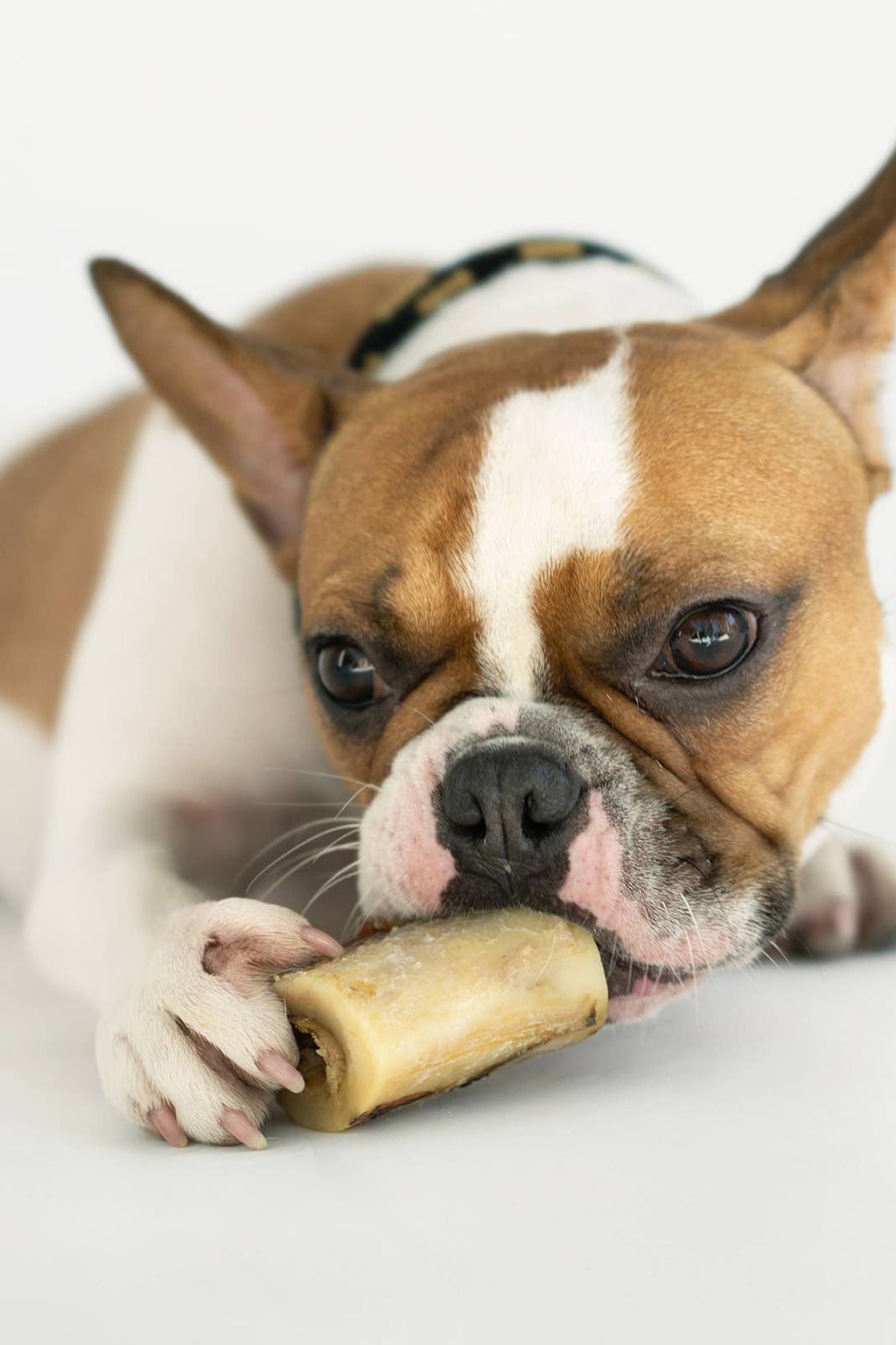 Winnie Lou Bison Marrow Bone - 2"