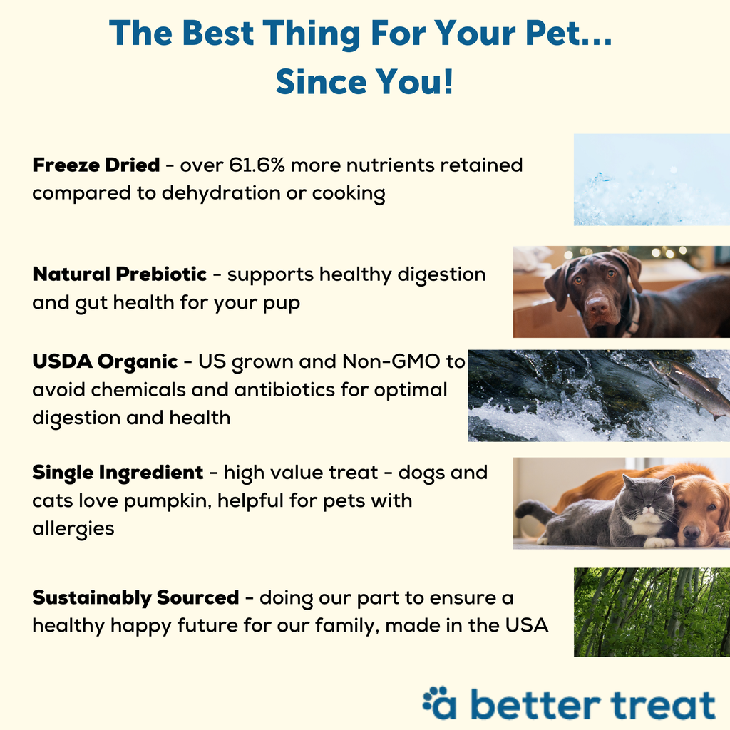 Organic Freeze Dried Pumpkin Dog and Cat Treats