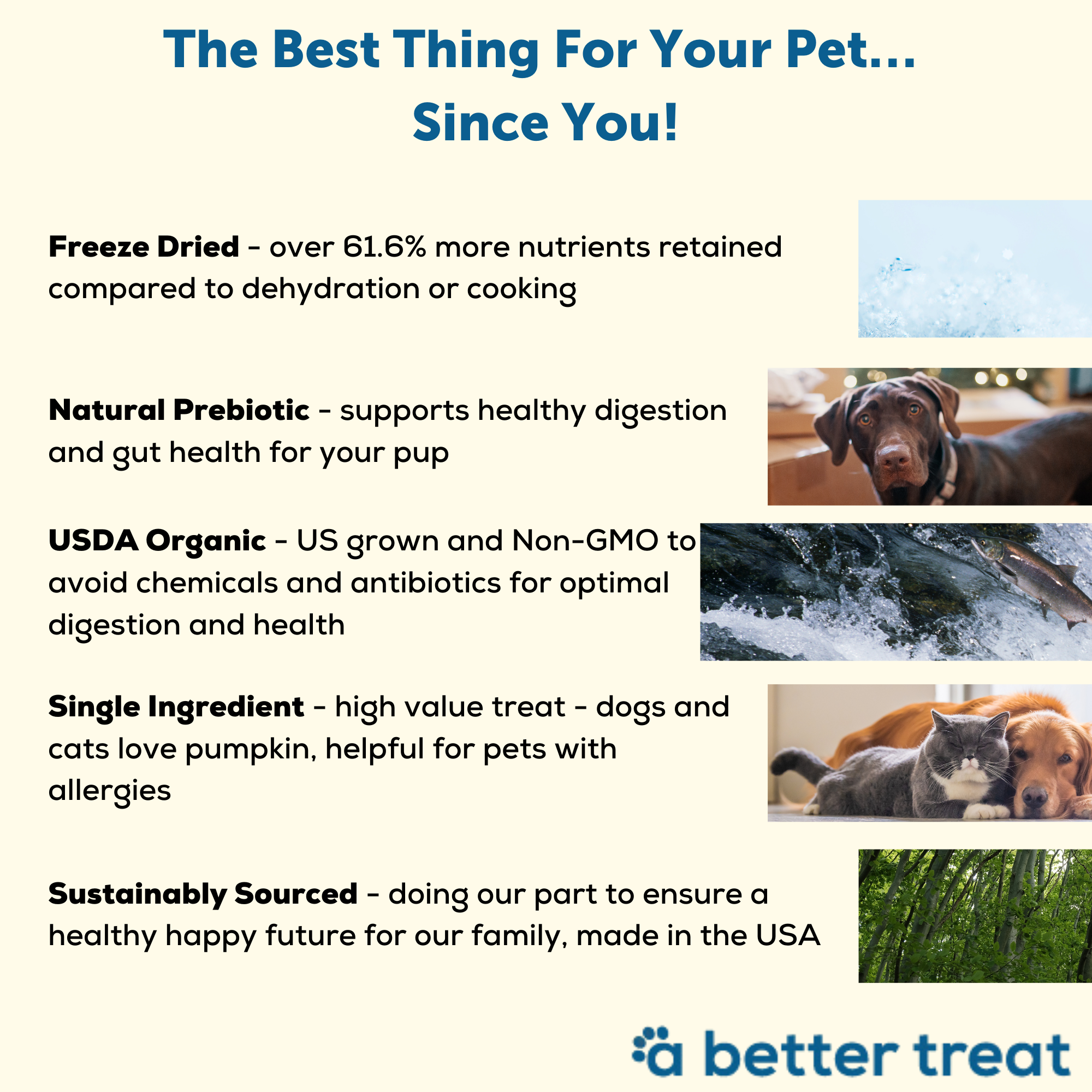 Organic Freeze Dried Pumpkin Dog and Cat Treats