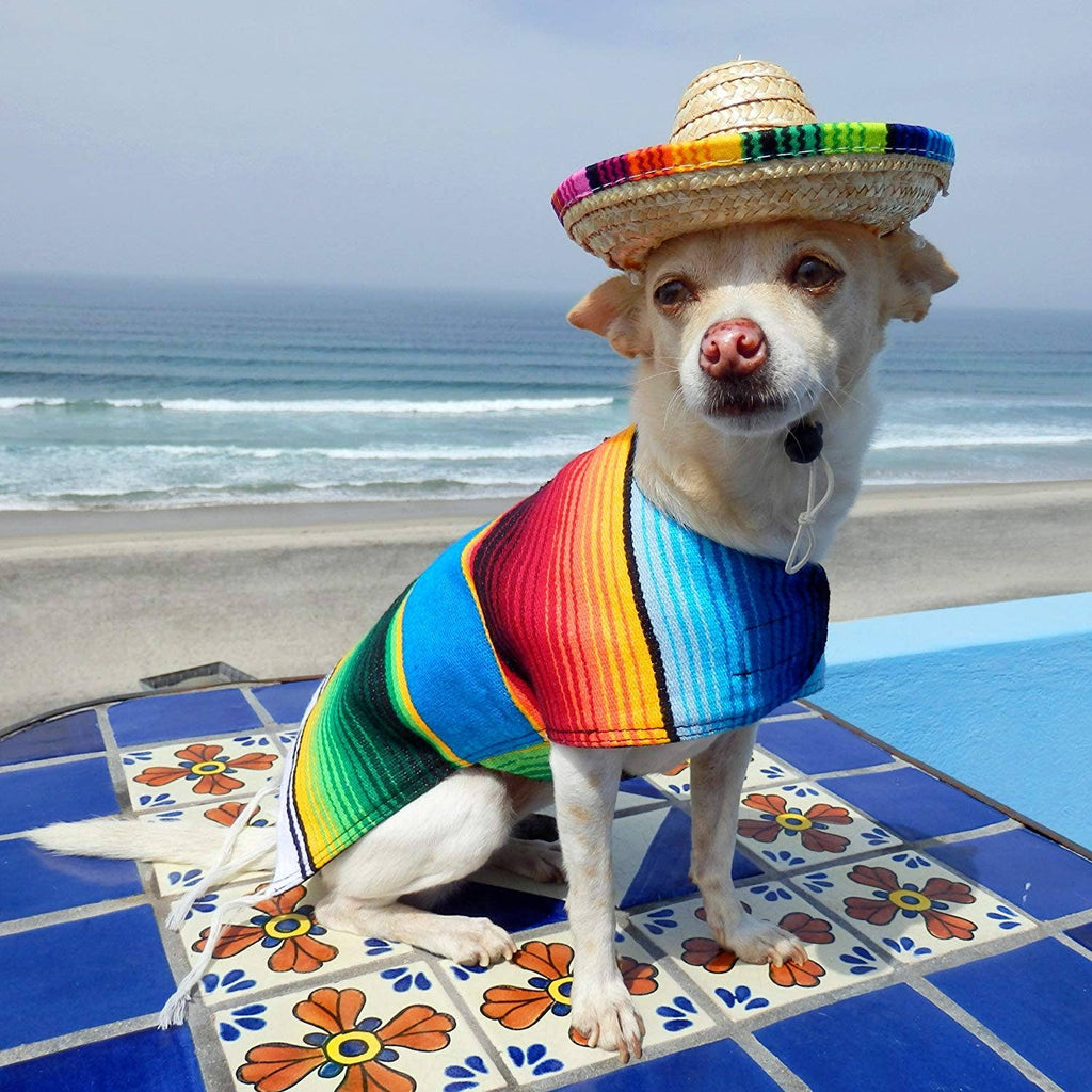 Fiesta Dog Sombrero