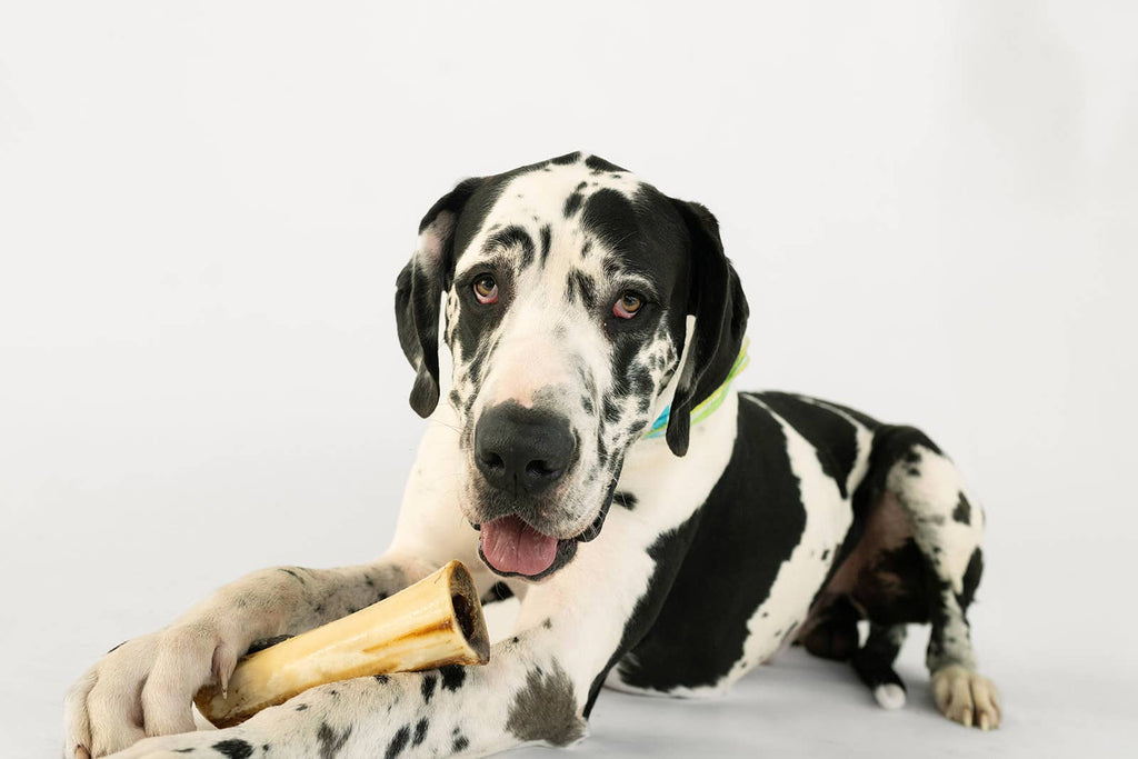Winnie Lou Bison Marrow Bone - 6-8"